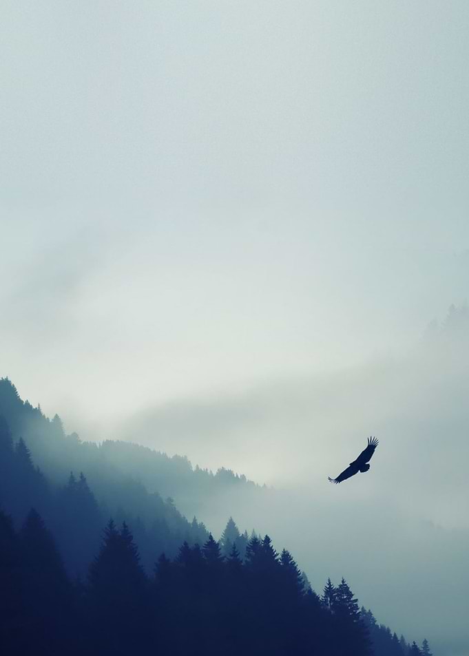Soaring Eagle