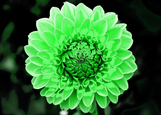 Dahlia pop green