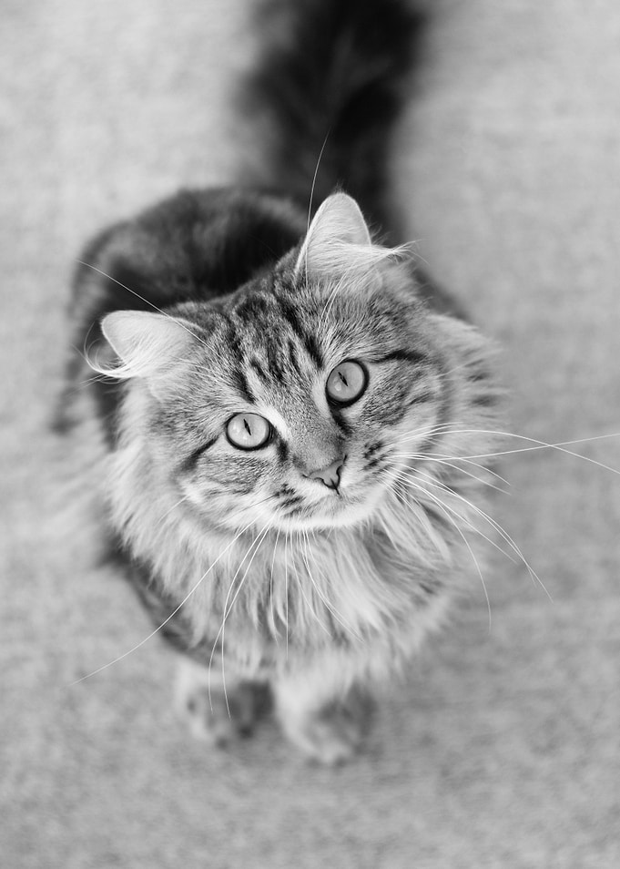 Tabby Cat