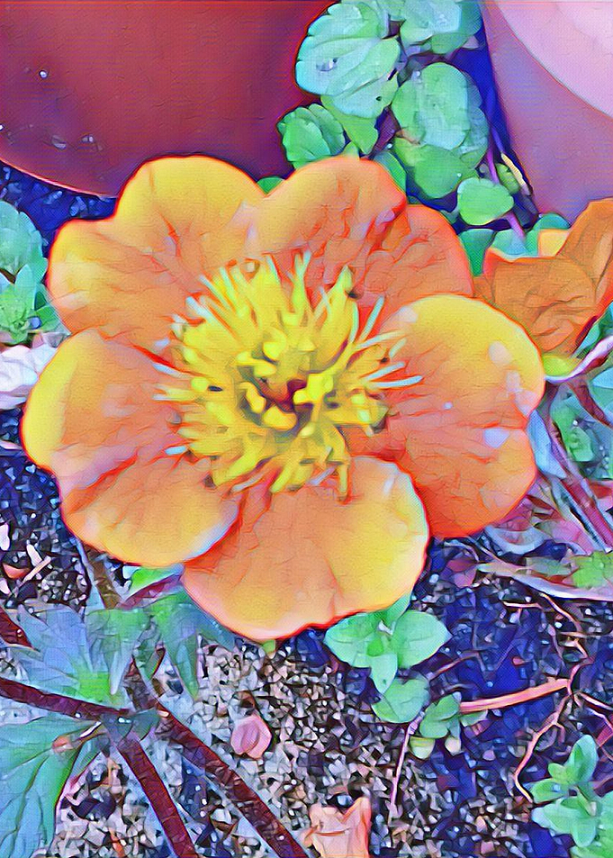 orange flower