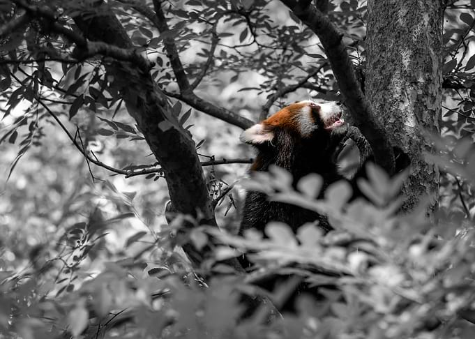 Red Panda Climbing a Tree