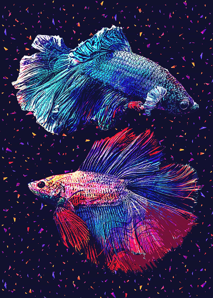 Fighting Fish
