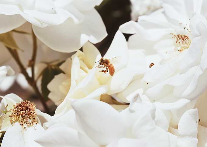 Honey Bee I