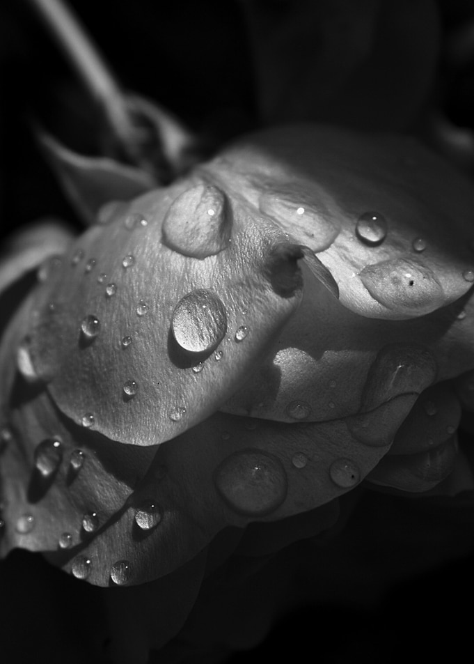 Black and White Floral II