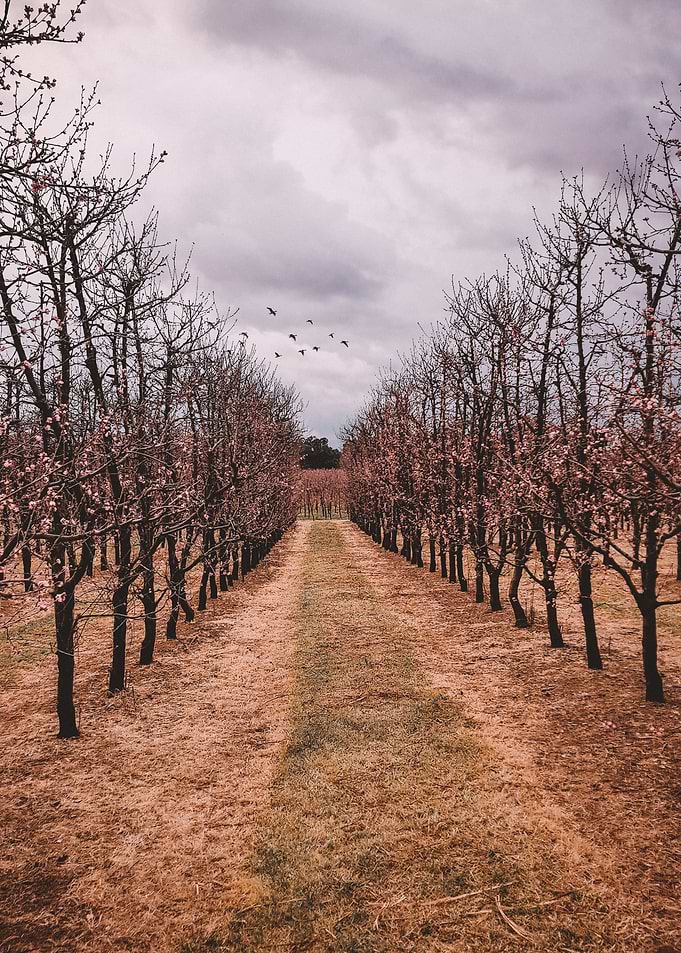 Cherry Blossom Scene