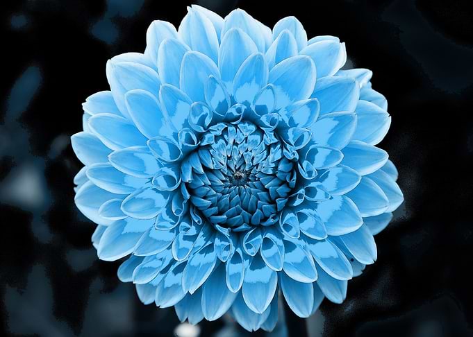 Dahlia pop turquoise