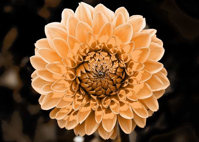 Dahlia pop beige