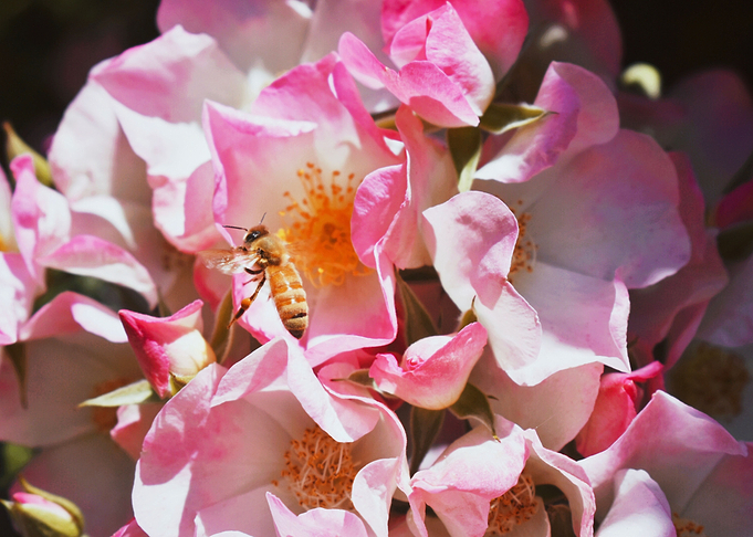 Honey Bee II