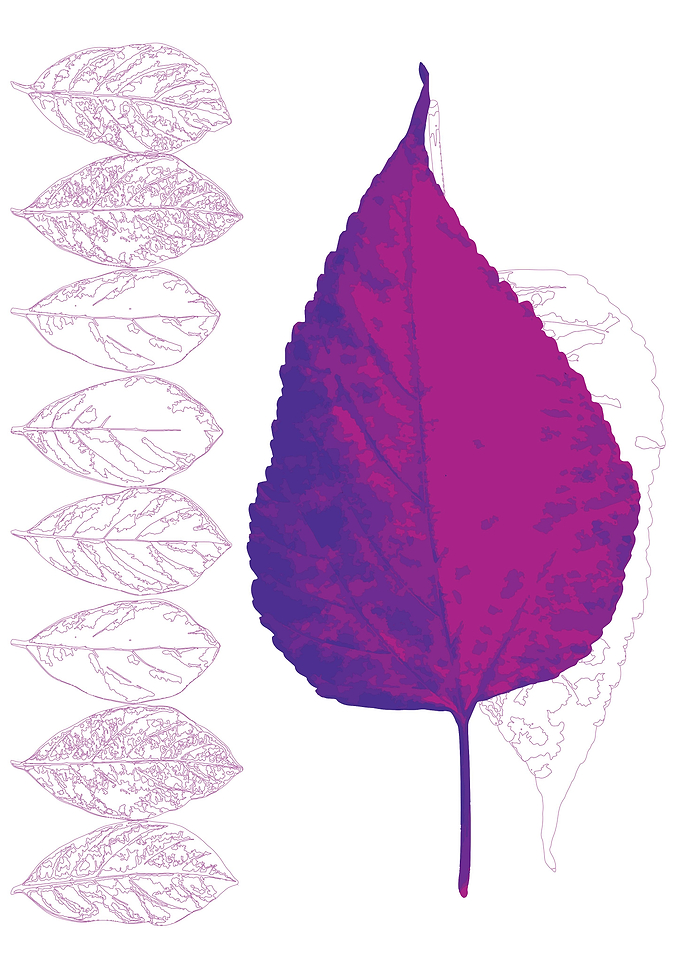 purple leaf