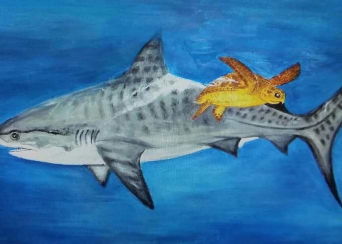 Shark and Turtle
