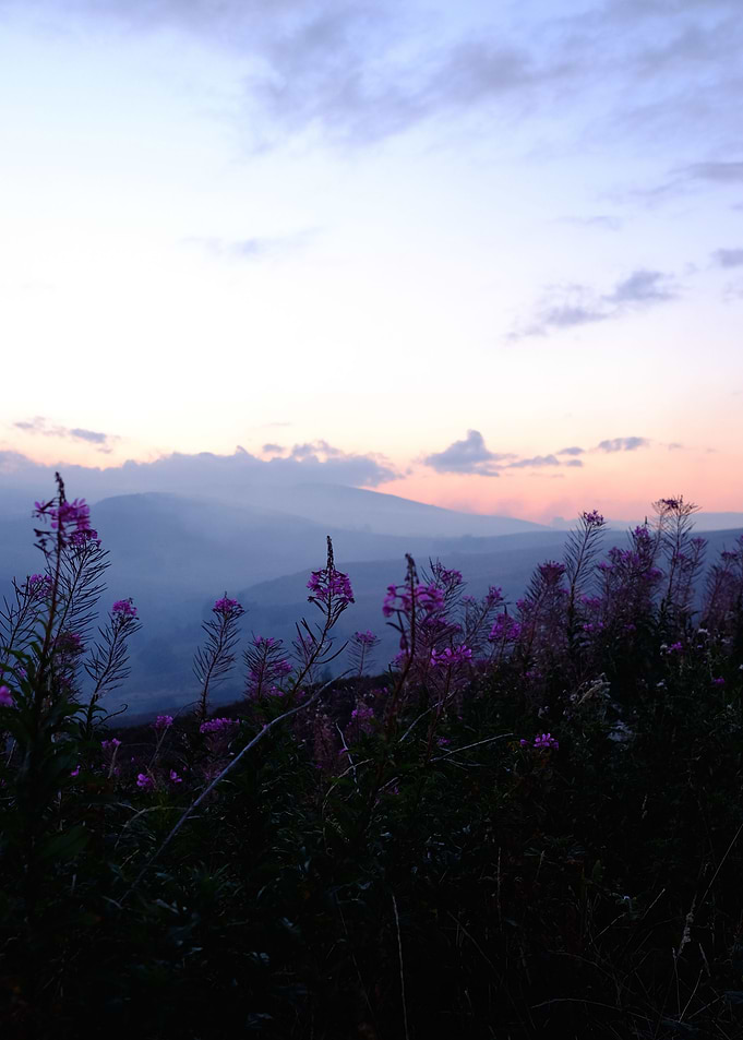 Wild Flowers