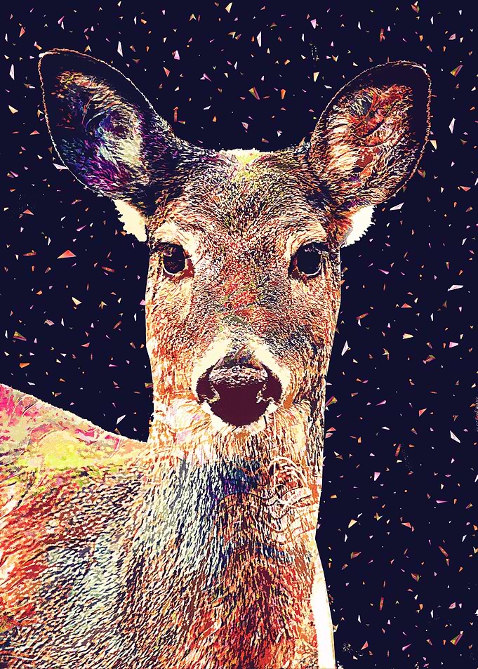 Deer