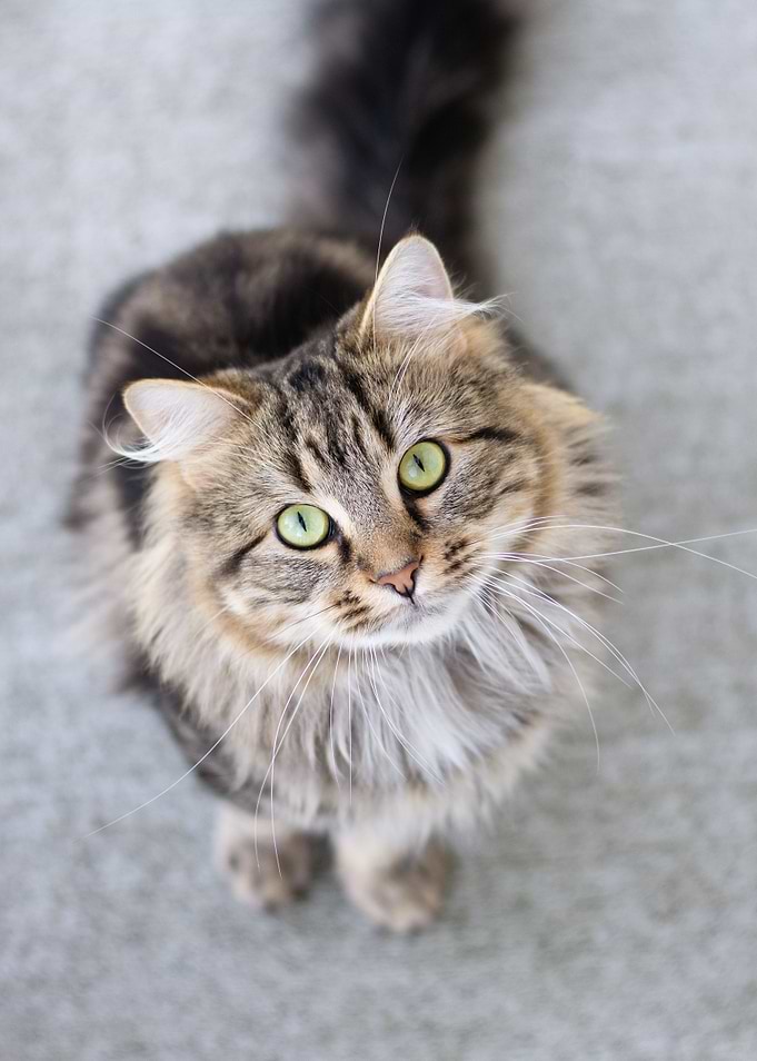 Tabby Cat