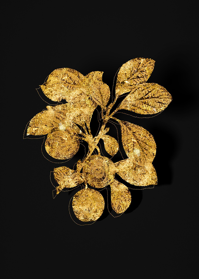 Gold Botanical on Black