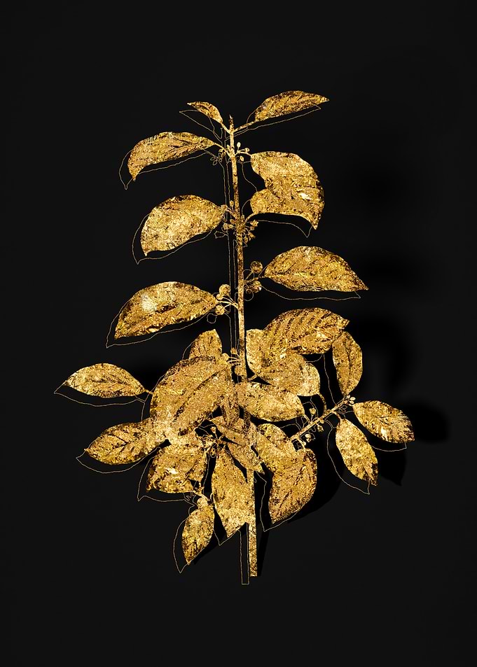 Gold Flora on Black
