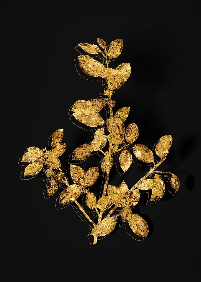 Gold Flora on Black