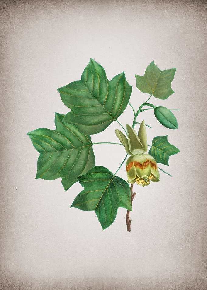 Vintage Tulip Tree