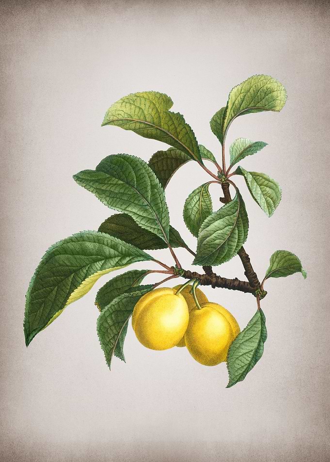Vintage Ripe Plums