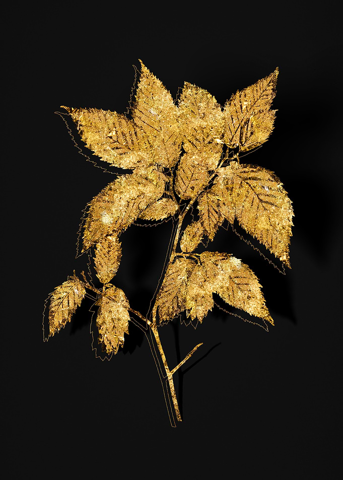 Gold Flora on Black