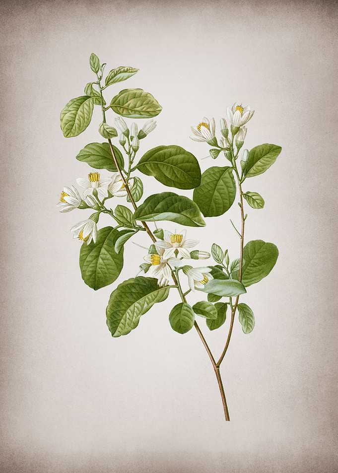 Vintage Snowdrop Bush