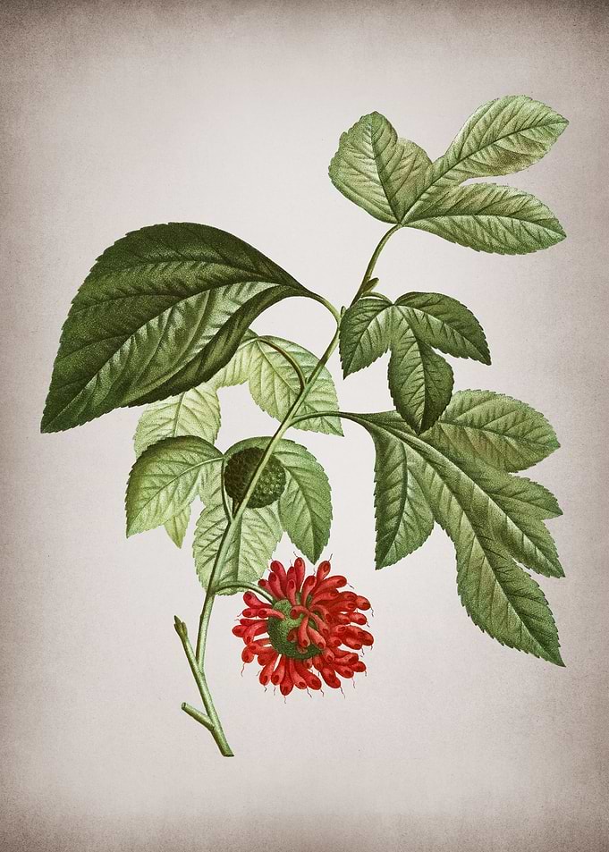 Vintage Paper Mulberry