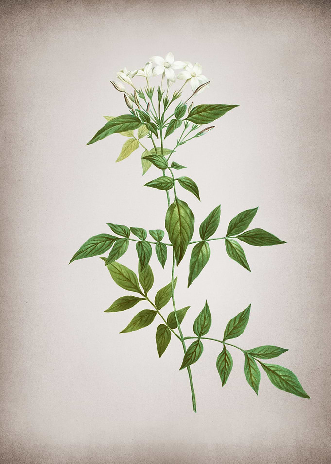 Vintage Jasmin Officinale