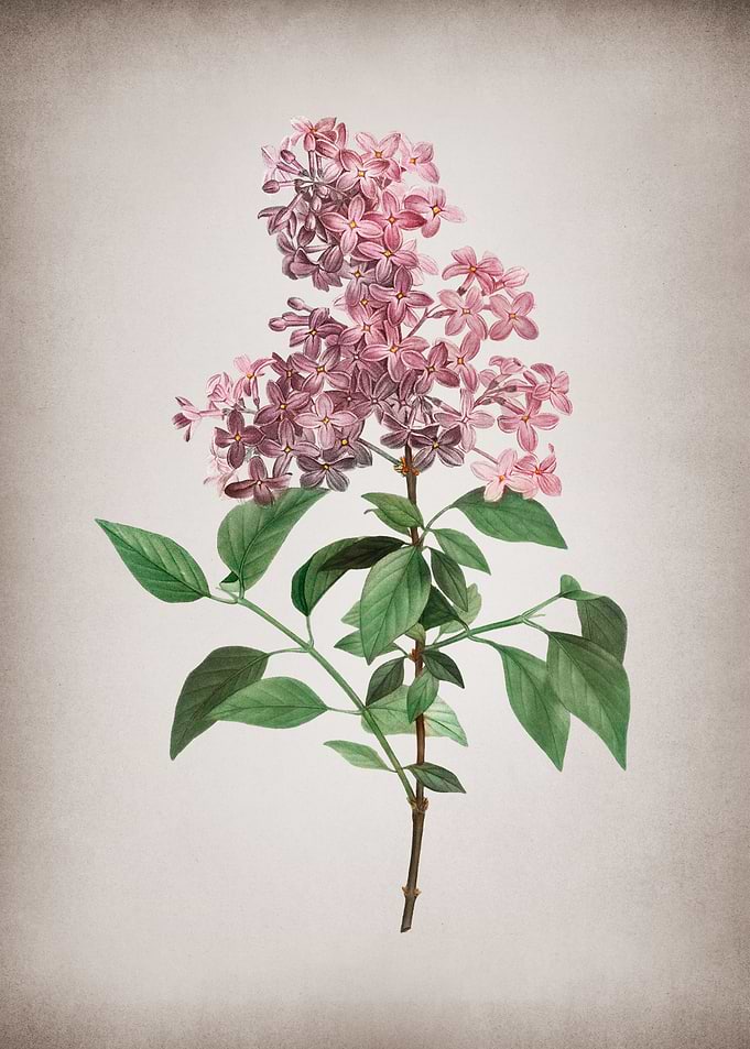 Vintage Chinese Lilac