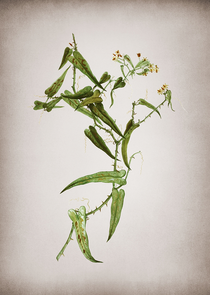 Vintage Rough Bindweed