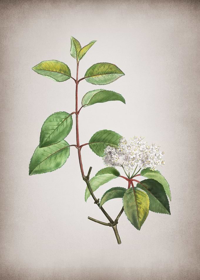 Vintage Black Haw