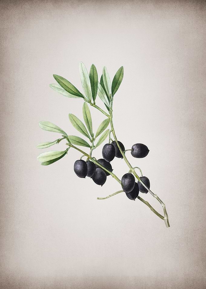 Vintage Olive Tree Branch