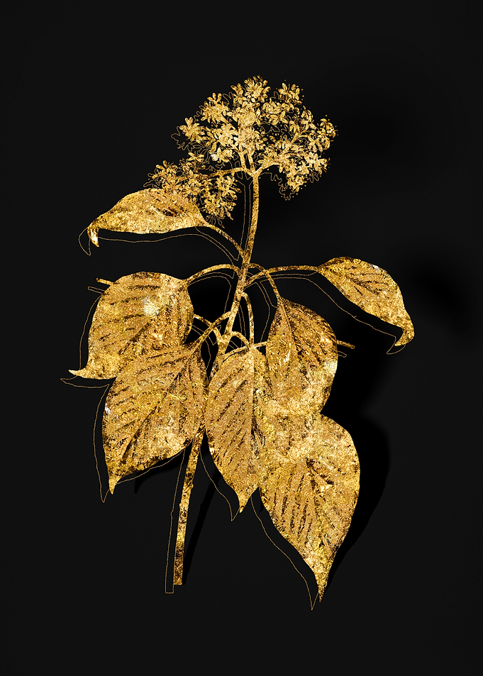 Gold Flora on Black