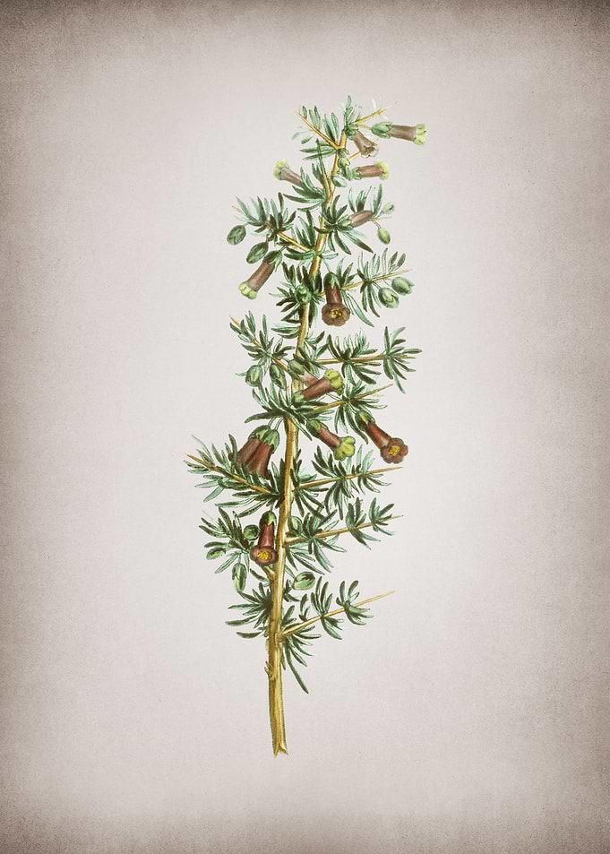 Vintage Kraal Honey Thorn