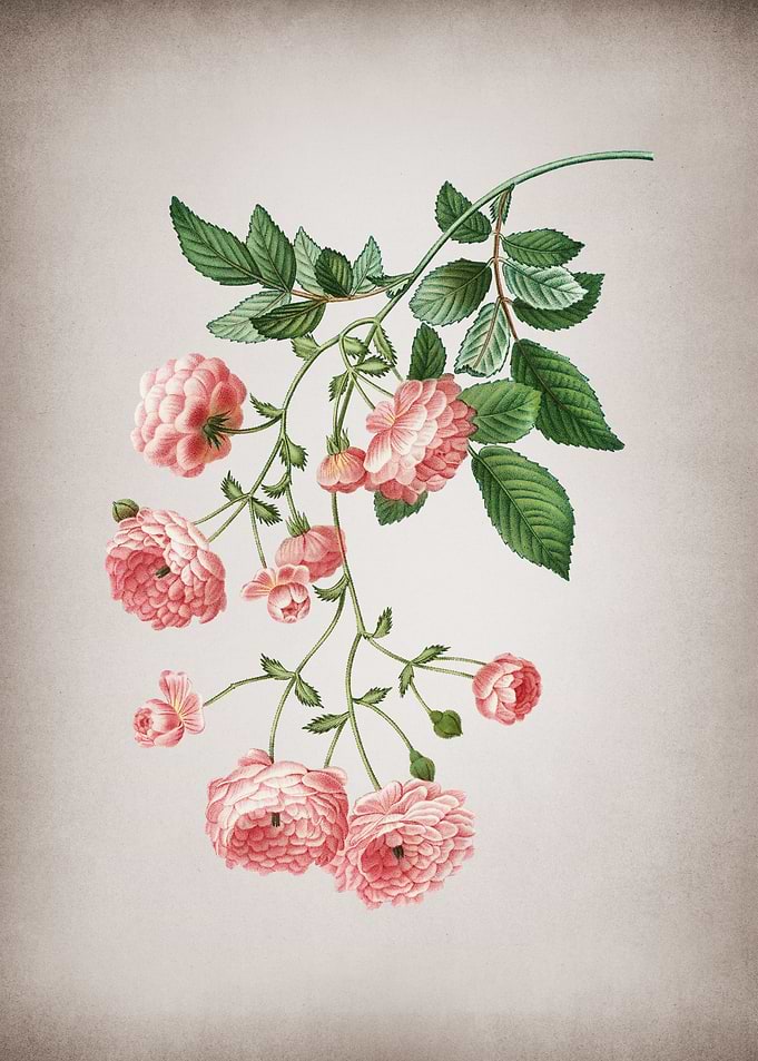 Vintage Pink Rambler Roses