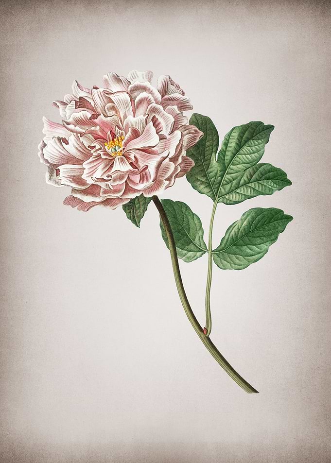 Vintage Tree Peony