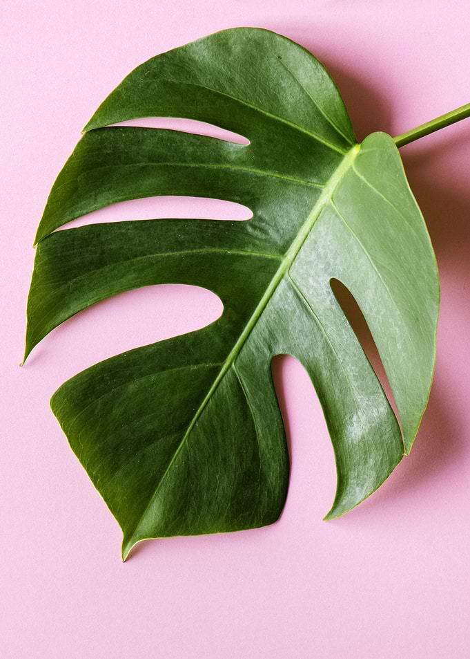 Tropical leaves VII
