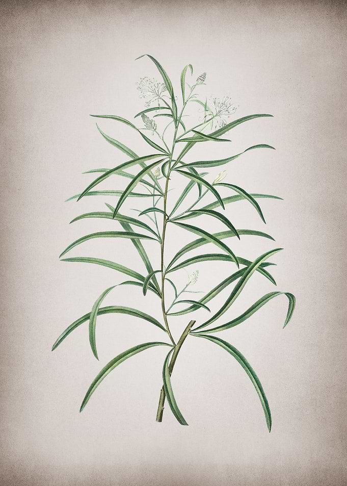 Vintage Narrow Spider