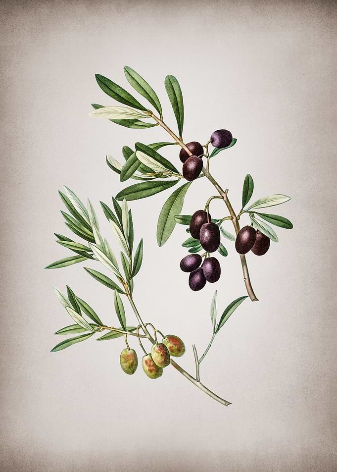 Vintage Olive Tree Branch