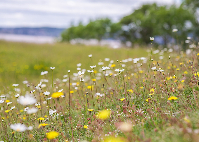 Beautiful wildflower field