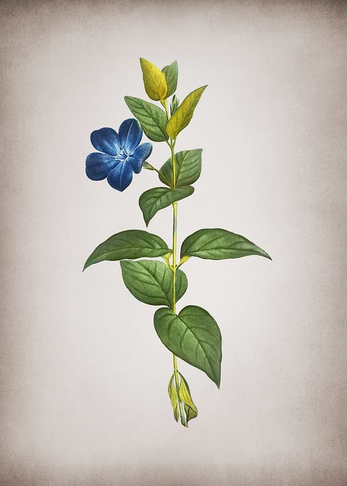 Vintage Greater Periwinkle