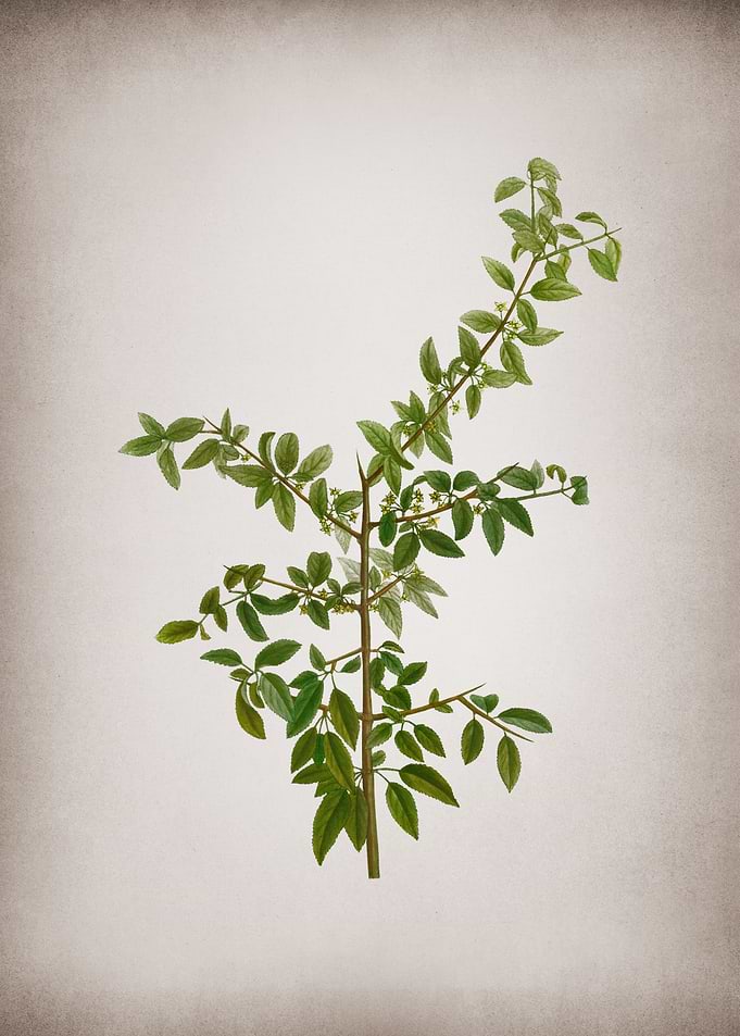 Vintage Rock Buckthorn