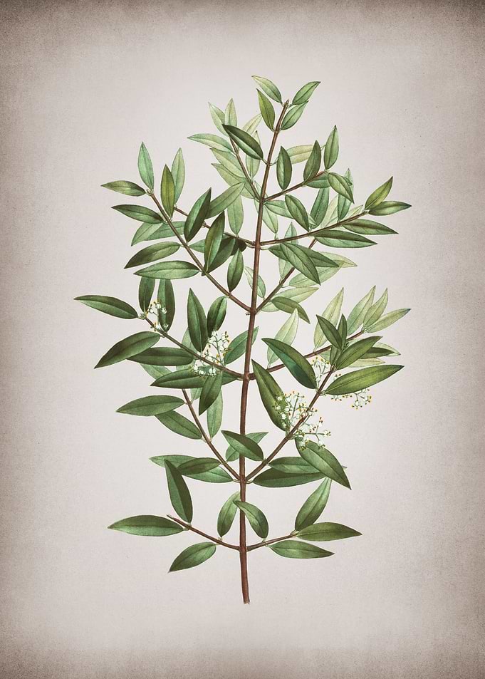 Vintage Phillyrea Tree