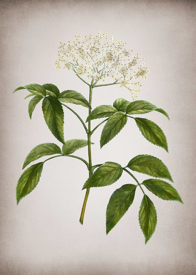 Vintage Elderberry Plant