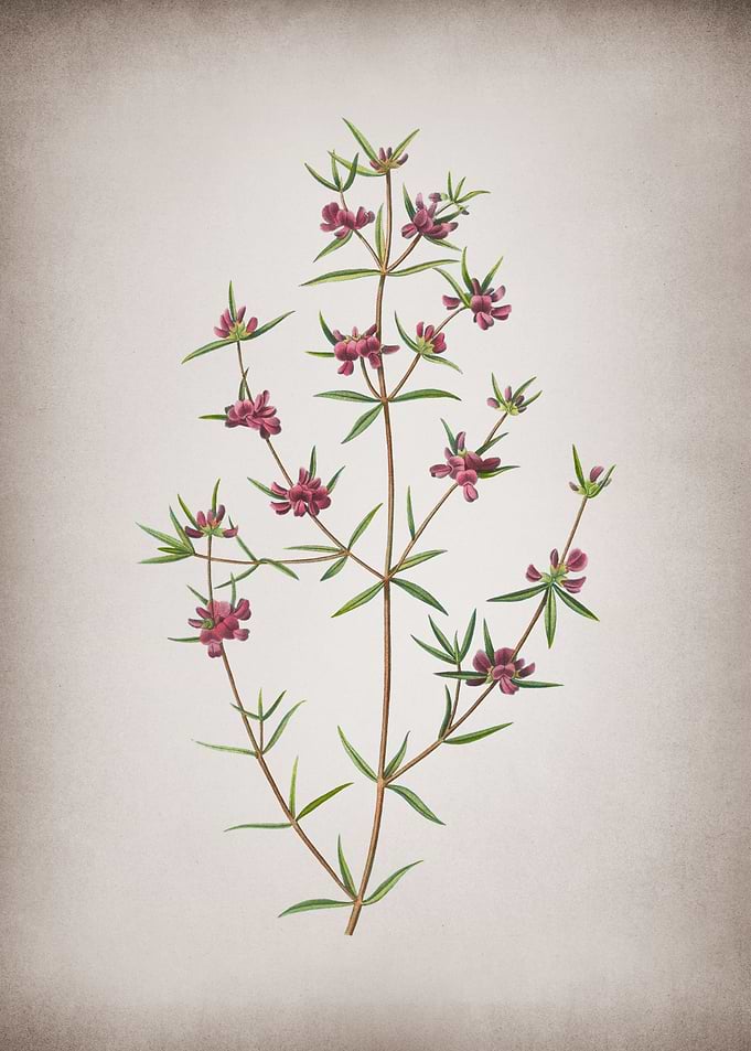 Vintage Heath Mirbelia