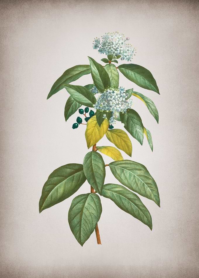 Vintage Laurustinus