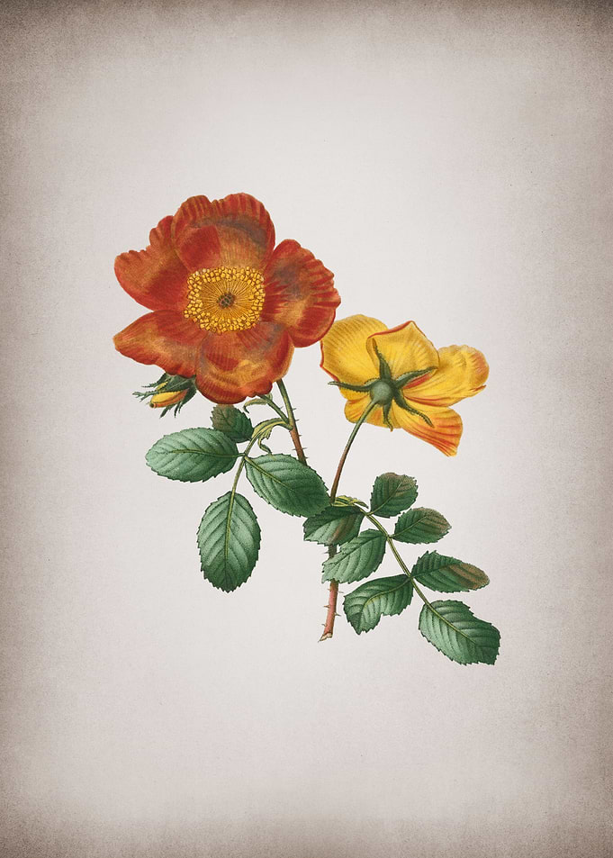 Vintage Sweetbriar Rose