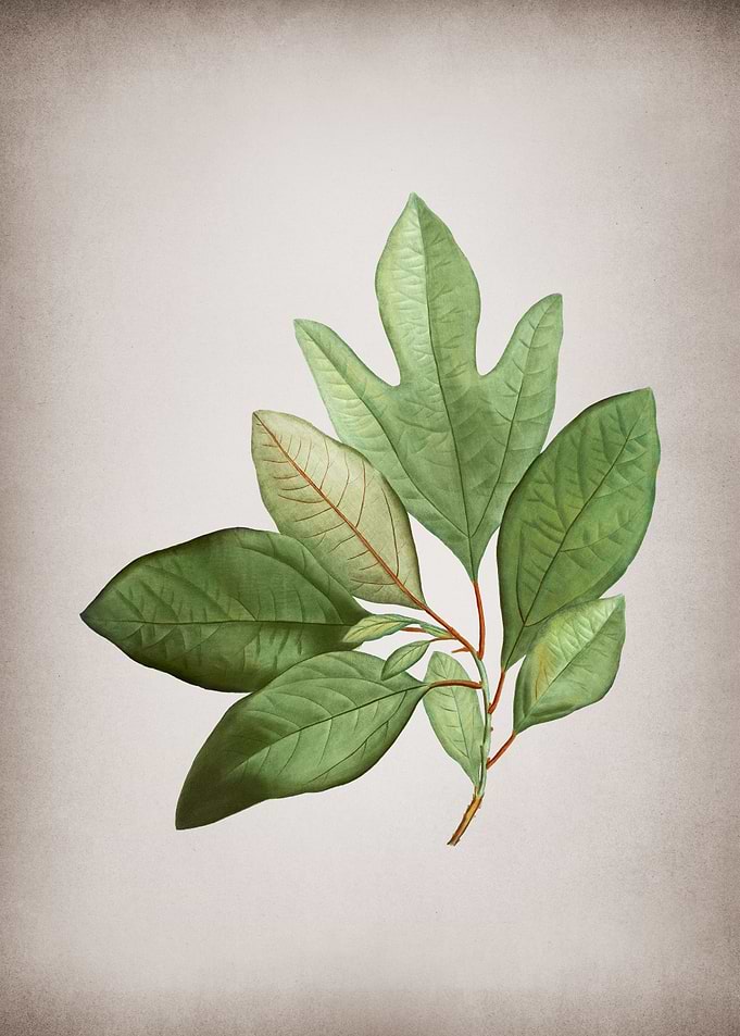 Vintage Bay Laurel Branch