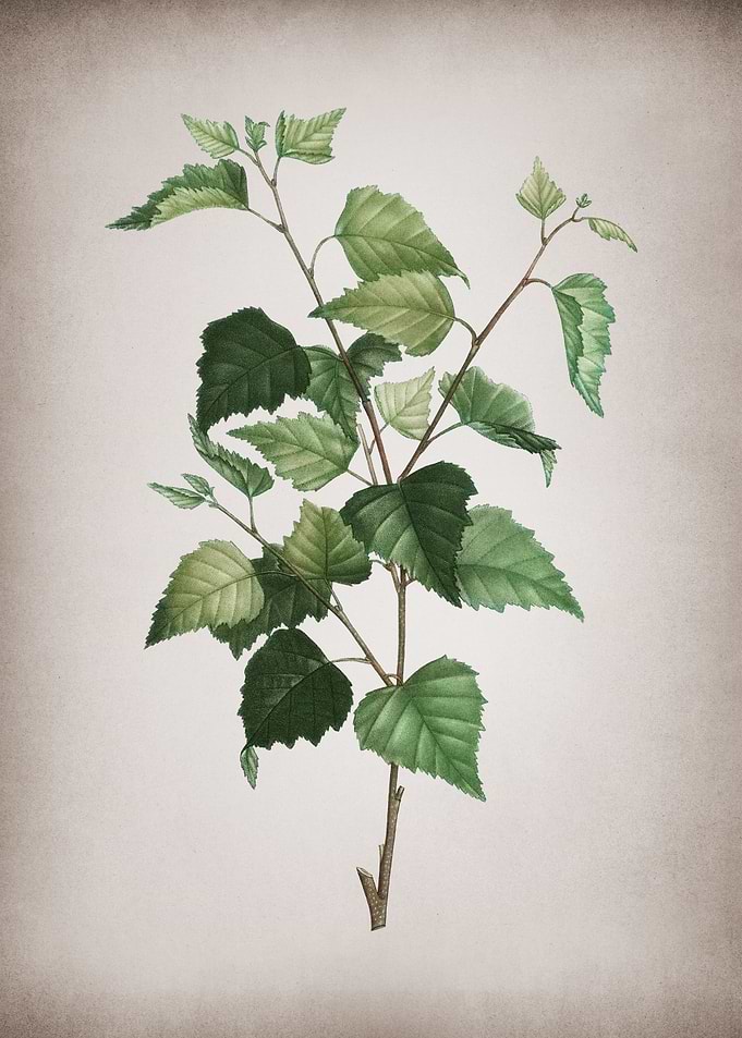 Vintage Silver Birch