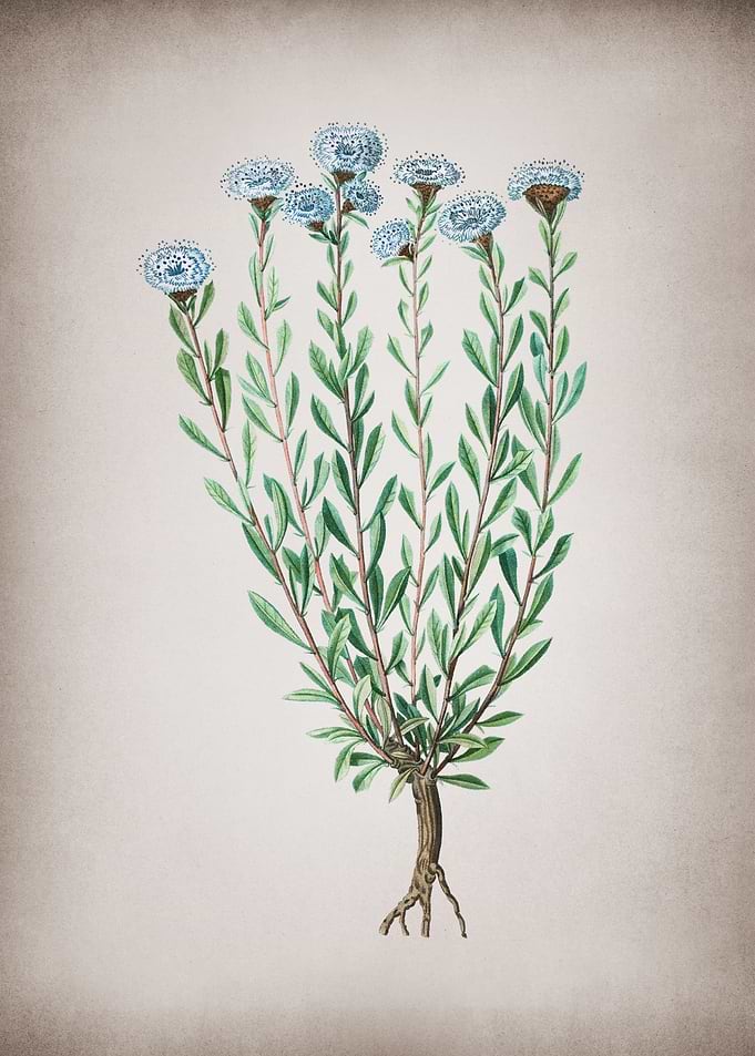 Vintage Globe Daisies