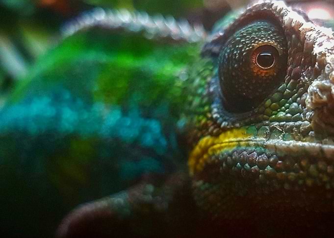 Panther Chameleon Close Up