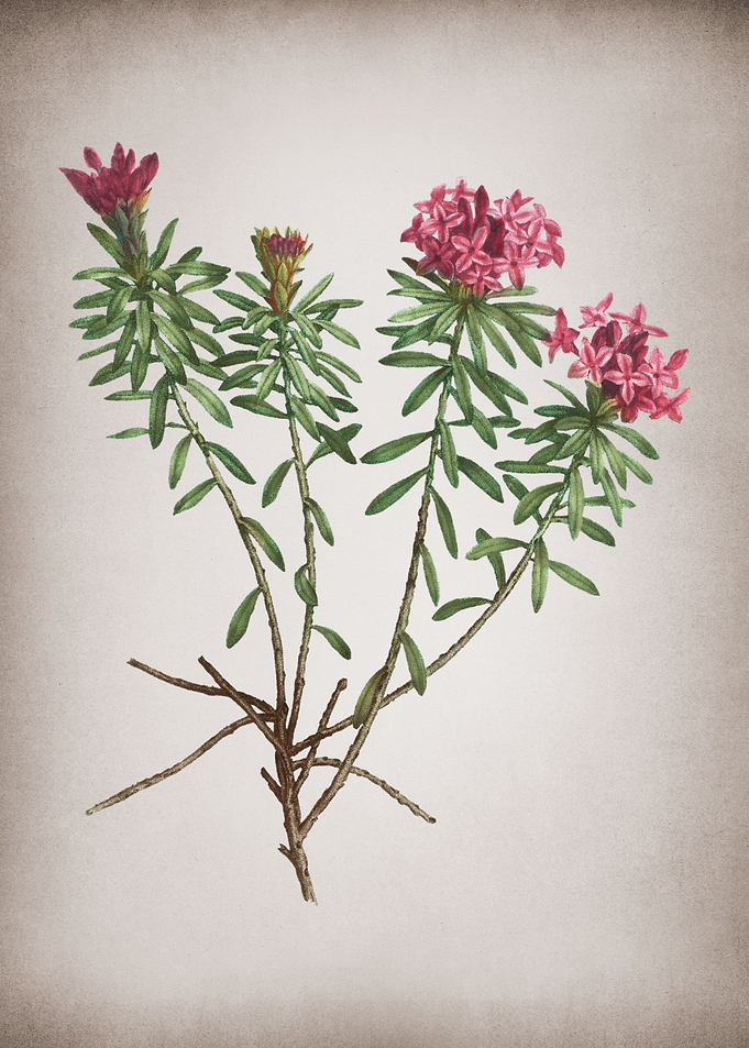 Vintage Garland Flowers